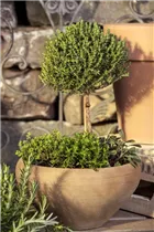 - Thymus vulgaris 'Faustini'  - Thymus vulgaris 'Faustini'