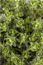 - Thymus vulgaris 'Faustini'  - Thymus vulgaris 'Faustini'
