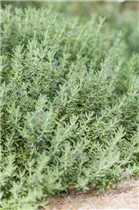 - Thymus vulgaris 'Faustini'  - Thymus vulgaris 'Faustini'