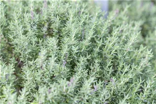 - Thymus vulgaris 'Faustini'  - Thymus vulgaris 'Faustini'