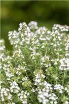 - Thymus vulgaris 'Faustini'  - Thymus vulgaris 'Faustini'