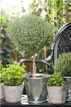 - Thymus vulgaris 'Faustini'  - Thymus vulgaris 'Faustini'