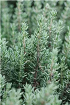 - Thymus vulgaris 'Faustini'  - Thymus vulgaris 'Faustini'