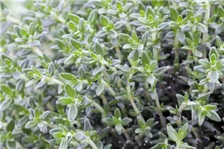  - Thymus vulgaris 'Fragrantissimus'