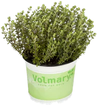 - Thymus vulgaris 'Fredo'  - Thymus vulgaris 'Fredo'