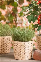 - Thymus vulgaris 'Fredo'  - Thymus vulgaris 'Fredo'