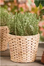 - Thymus vulgaris 'Fredo'  - Thymus vulgaris 'Fredo'