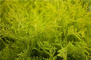  - Thuja occidentalis 'Golden Globe'