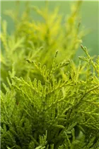  - Thuja occidentalis 'Golden Globe'