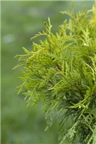  - Thuja occidentalis 'Golden Globe'
