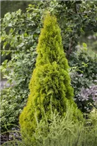  - Thuja occidentalis 'Golden Smaragd'®