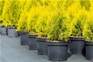  - Thuja occidentalis 'Golden Smaragd'®