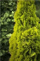  - Thuja occidentalis 'Golden Smaragd'®