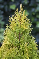  - Thuja occidentalis 'Golden Smaragd'®