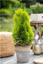  - Thuja occidentalis 'Golden Smaragd'®