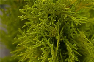  - Thuja occidentalis 'Golden Smaragd'®