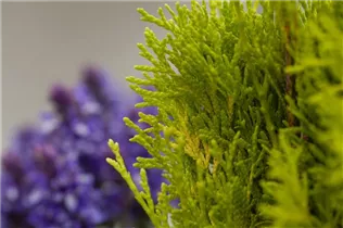  - Thuja occidentalis 'Golden Smaragd'®