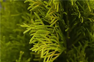  - Thuja occidentalis 'Golden Smaragd'®