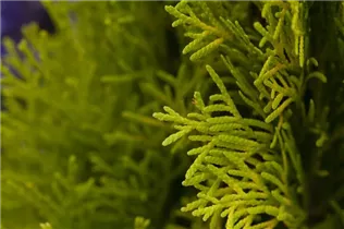  - Thuja occidentalis 'Golden Smaragd'®