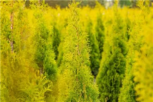  - Thuja occidentalis 'Golden Smaragd'®