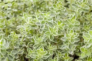  - Thymus vulgaris 'Variegata'