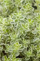  - Thymus vulgaris 'Variegata'