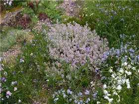  - Thymus vulgaris 'Variegata'