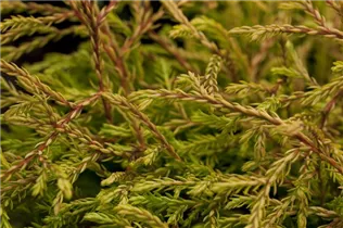  - Thuja occidentalis 'Golden Tuffet'