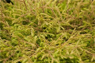  - Thuja occidentalis 'Golden Tuffet'