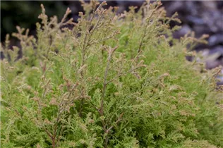  - Thuja occidentalis 'Golden Tuffet'