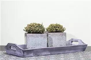  - Thymus x citriodorus