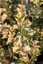  - Thymus x citriodorus