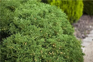  - Thuja occidentalis 'Hetz Midget'