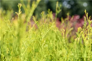  - Thuja occidentalis 'King of Brabant'®