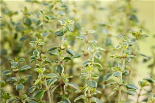 - Thymus x citriodorus 'Mystic Lemon'  - Thymus x citriodorus 'Mystic Lemon'