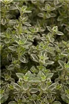  - Thymus x citriodorus 'Foxley'
