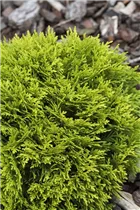  - Thuja occidentalis 'Mirjam'®