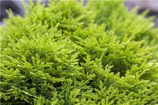 - Thuja occidentalis 'Mirjam'®