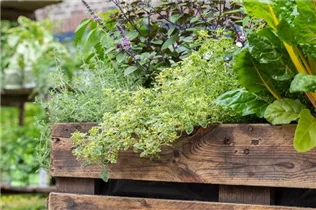  - Thymus x citriodorus 'Golden King'