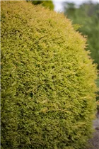  - Thuja occidentalis 'Rheingold'