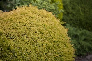  - Thuja occidentalis 'Rheingold'