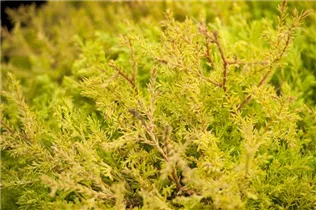  - Thuja occidentalis 'Rheingold'
