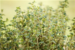 - Thymus x citriodorus 'Mystic Lemon'  - Thymus x citriodorus 'Mystic Lemon'