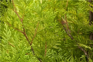  - Thuja occidentalis 'Yellow Ribbon'