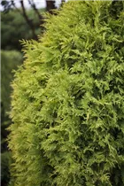  - Thuja occidentalis 'Sunkist'