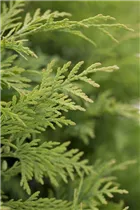  - Thuja occidentalis 'Sunkist'