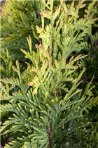  - Thuja occidentalis 'Sunkist'