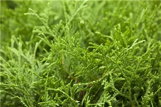  - Thuja occidentalis 'Tiny Tim'