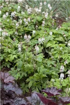  - Tiarella laciniata 'Spring Symphony'