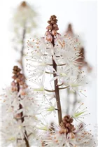  - Tiarella laciniata 'Spring Symphony'